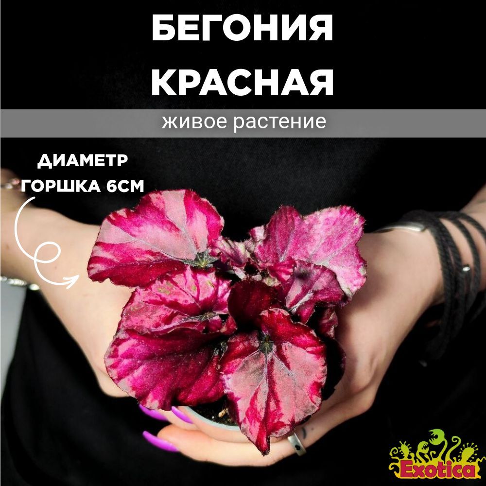 Бегония Красная (Begonia Red) D6см