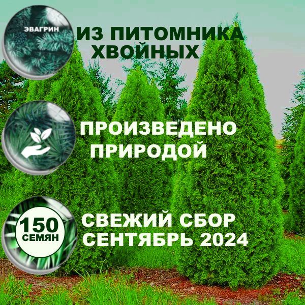 Туи Туя западная Смарагд...
