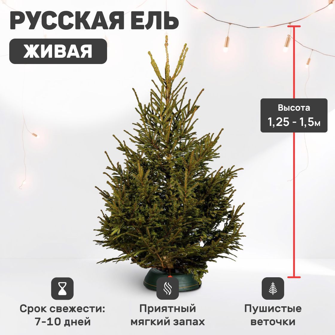 ЖиваяелкаРусскаясрезанная1.25-1.5м