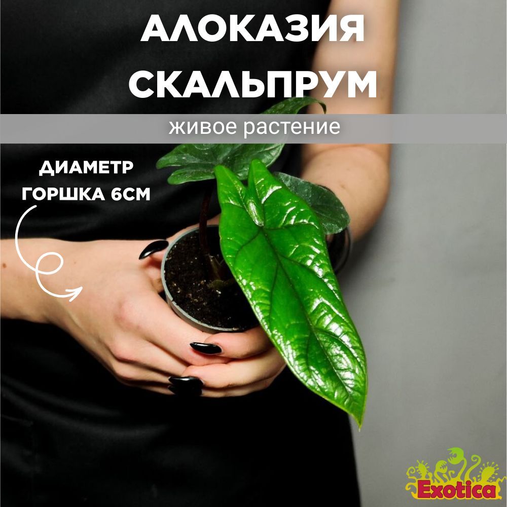 Алоказия Скальпрум (Alocasia Scalprum) D6см