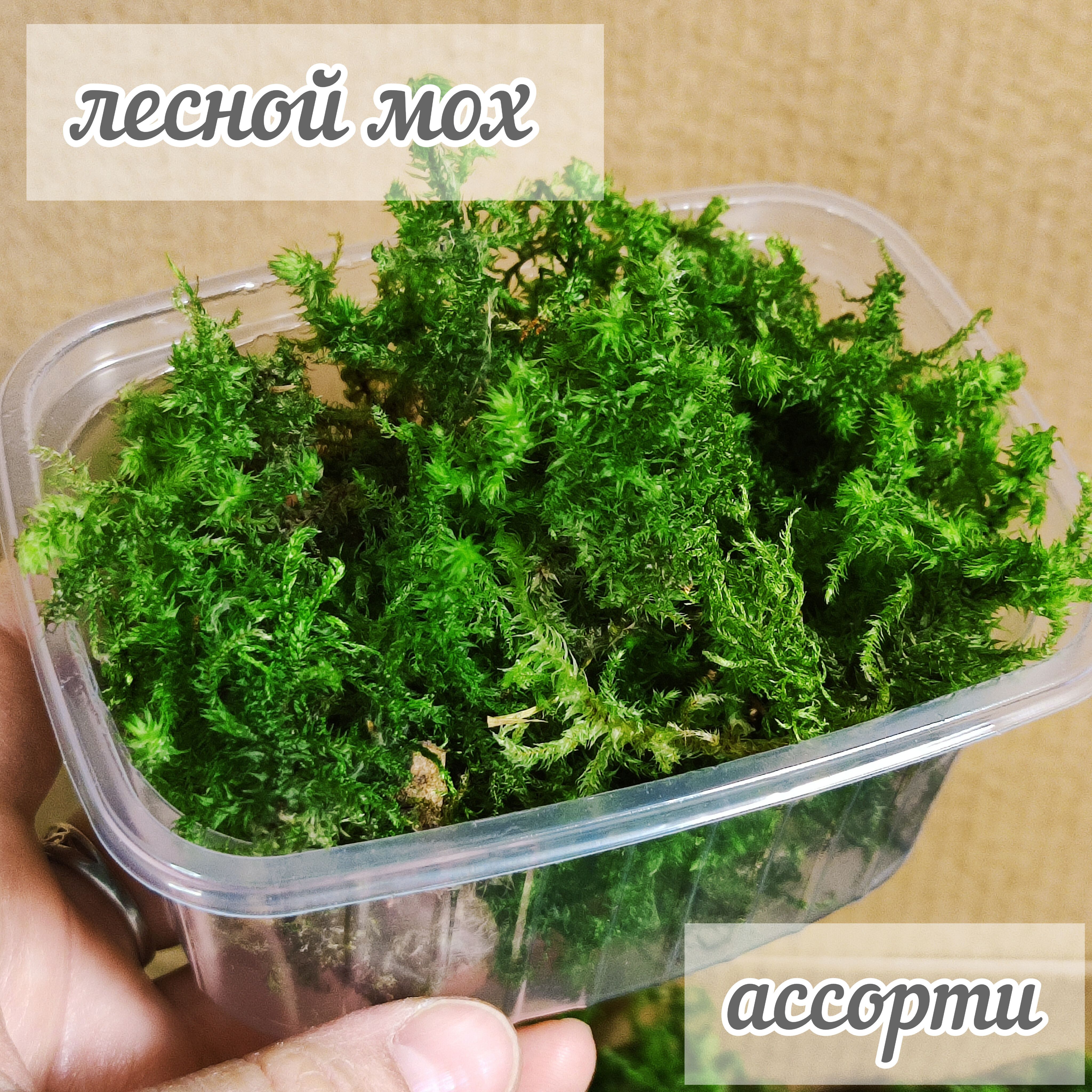 Мохлесной,натуральныйвысушенный,длятворчества,сухоцветыдляэпоксиднойсмолы,3.0грамма