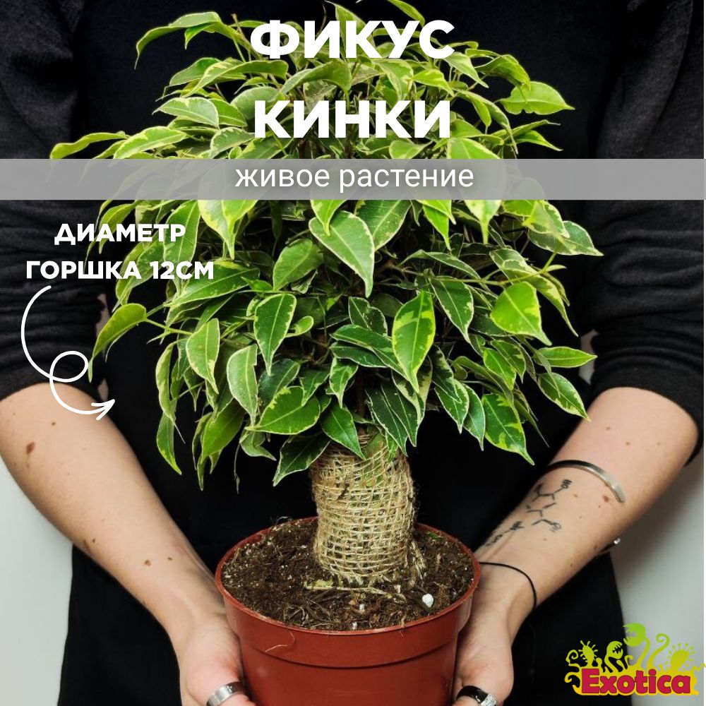 Фикус Кинки (Ficus Benjamina Kinky) D12см