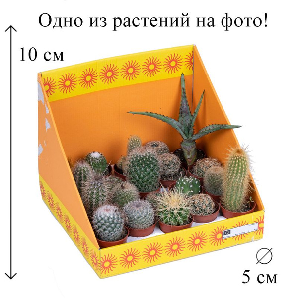 Кактус Микс D-5, 5 дм, 1 шт - купить по выгодной цене в интернет ...