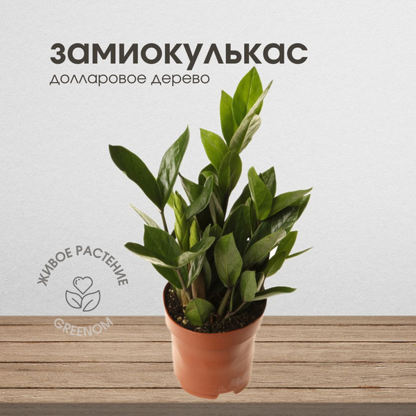 Замиокулькас, 12 дм, 1 шт - купить по выгодной цене в интернет-магазине ...
