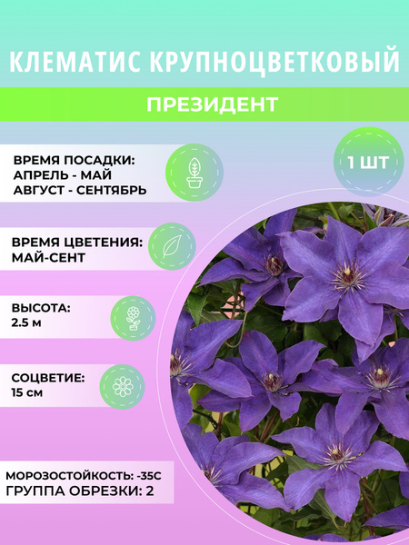 Клубни Клематис, Клематисы купить по выгодной цене в интернет-магазине ...