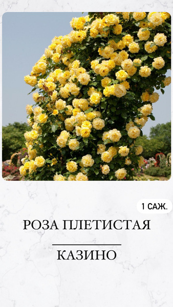 Роза, Роза комнатная Роза - купить по выгодным ценам в интернет ...