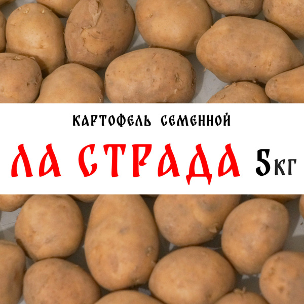 Картофель Чародей Купить Семена