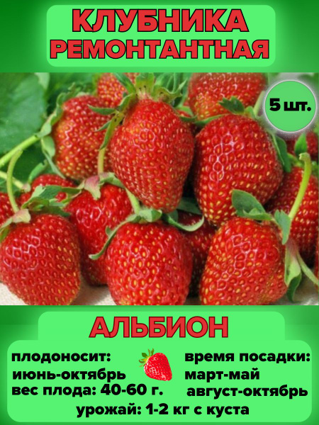 Клубника Magic Garden Клубника ремонтантная Альбион - купить по ...