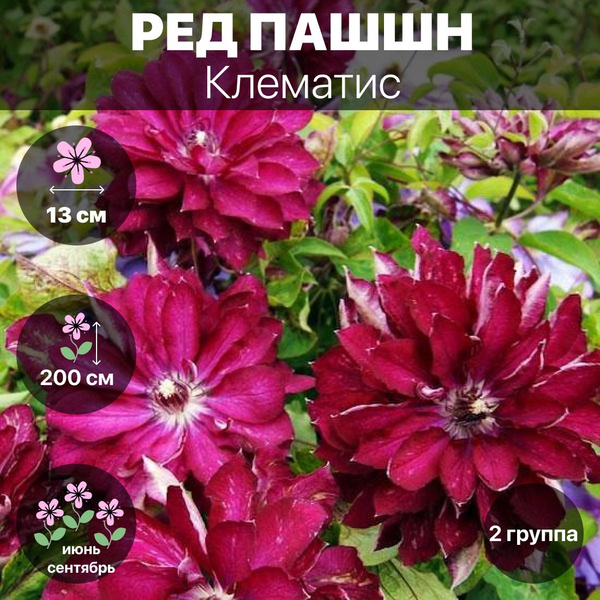 Клубни Клематис, Клематисы COLORLINE купить по выгодной цене в интернет ...