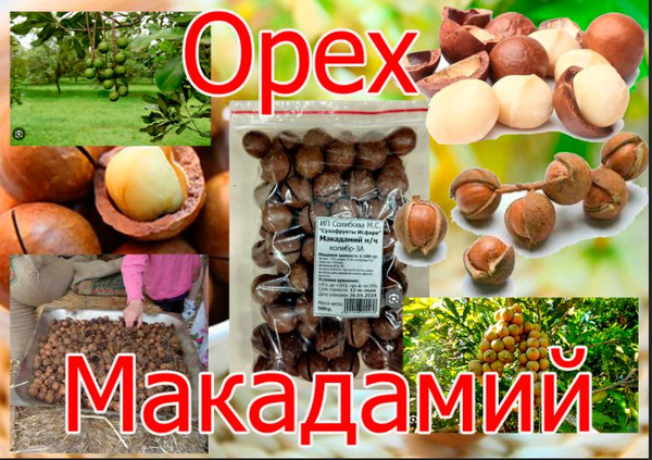 Макадамия орех в скорлупе(новый урожай) колибр 5А - купить с доставкой ...