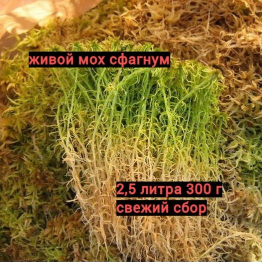Живой мох сфагнум , 300г, - купить по низкой цене в интернет-магазине ...