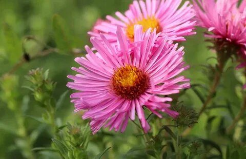 Астра итальянская Пинк Зенит - купить с доставкой по выгодным ценам в ...