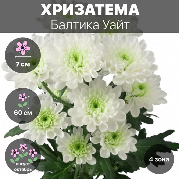 Хризантема корейская Балтика Уайт купить на OZON по низкой цене ...