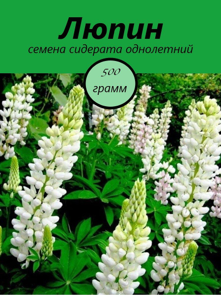 Люпин K1082539231 - купить по выгодным ценам в интернет-магазине OZON ...