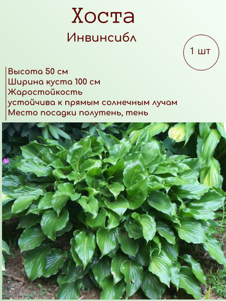 Хосты Хоста1шт_Инвинсибл - купить по выгодным ценам в интернет-магазине ...