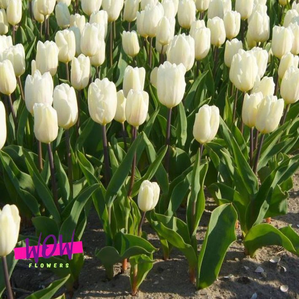 Луковицы Тюльпан WOW-Flowers купить по выгодной цене в интернет ...