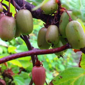 Актинидия коломикта Надежда - купить с доставкой по выгодным ценам в ...
