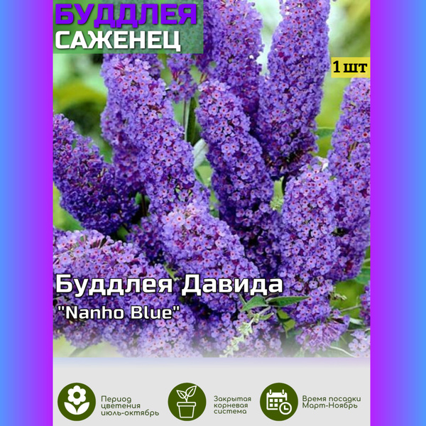Буддлея буддлея - купить по выгодным ценам в интернет-магазине OZON ...