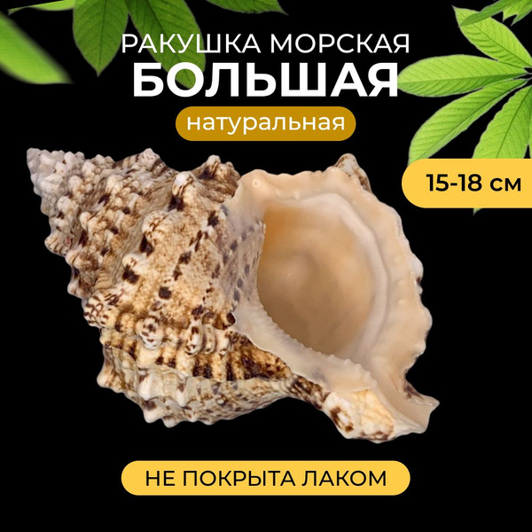 Ракушка морская натуральная большая для декора - купить с доставкой по ...