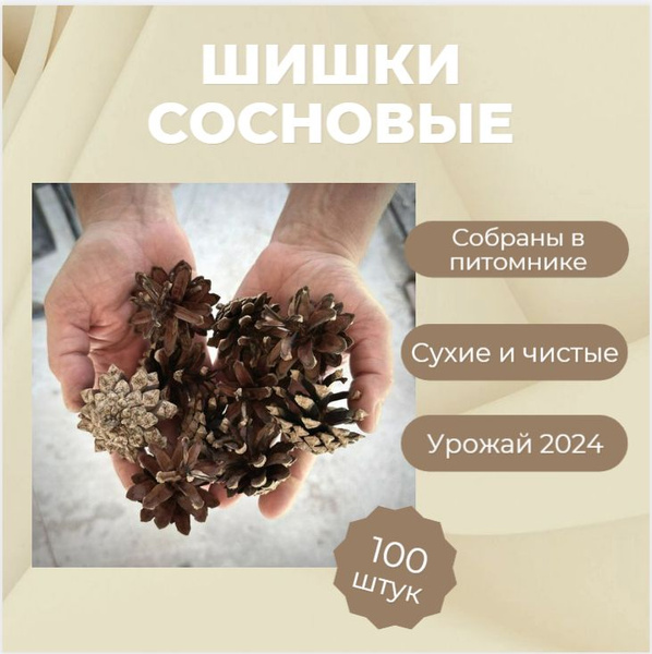 Шишки для самовара, сосновые, 100 штук (сбор 2024 года) купить на OZON ...