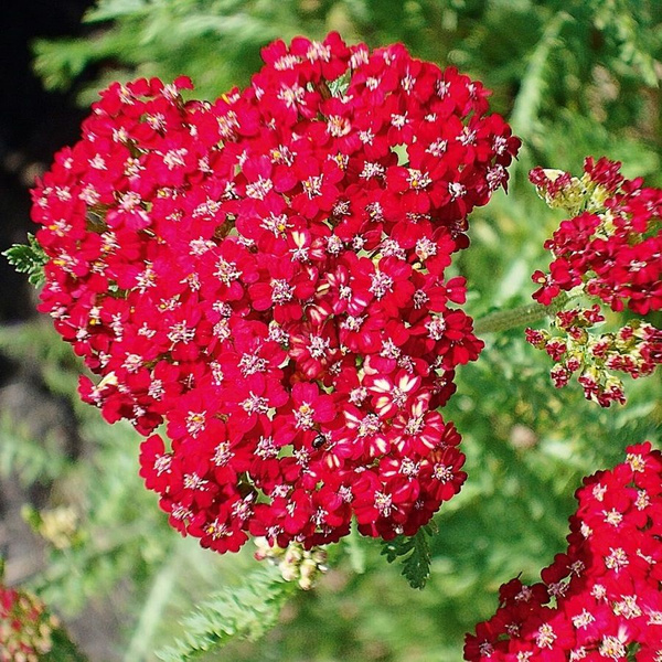 Тысячелистники Deodar SEEDS COMPANY трава2 - купить по выгодным ценам в ...