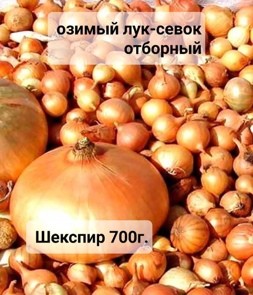 Луковицы Лук севок купить по выгодной цене в интернет-магазине OZON ...