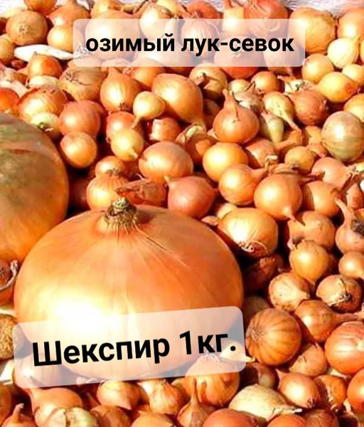 лук -севок озимый на посадку Шекспир 1кг купить на OZON по низкой цене ...