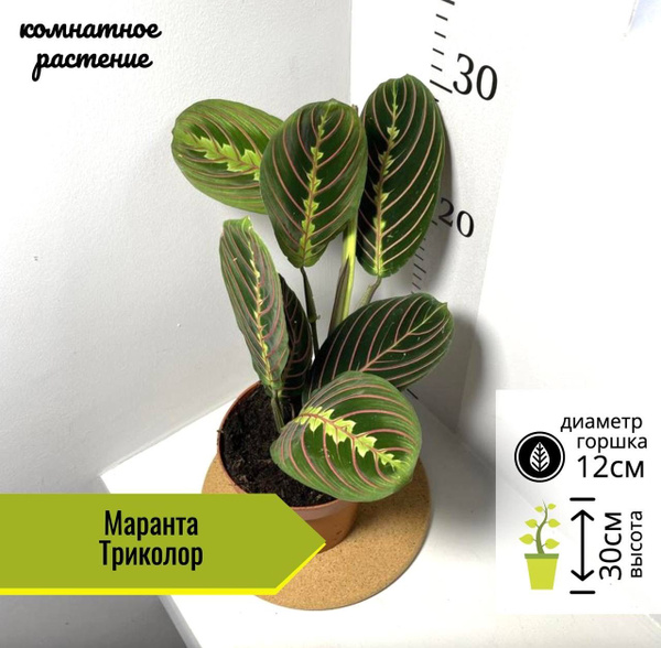 Маранта Триколор Н40см, 12 дм, 1 шт - купить по выгодной цене в ...