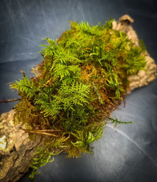 Мох для флорариума, Hylocomium splendens (Гилокомиум блестящий ...