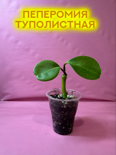 Пеперомия Туполистная, 1 шт - купить по выгодной цене в интернет ...