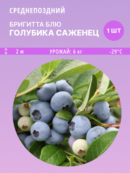 Голубика голубика - купить по выгодным ценам в интернет-магазине OZON ...