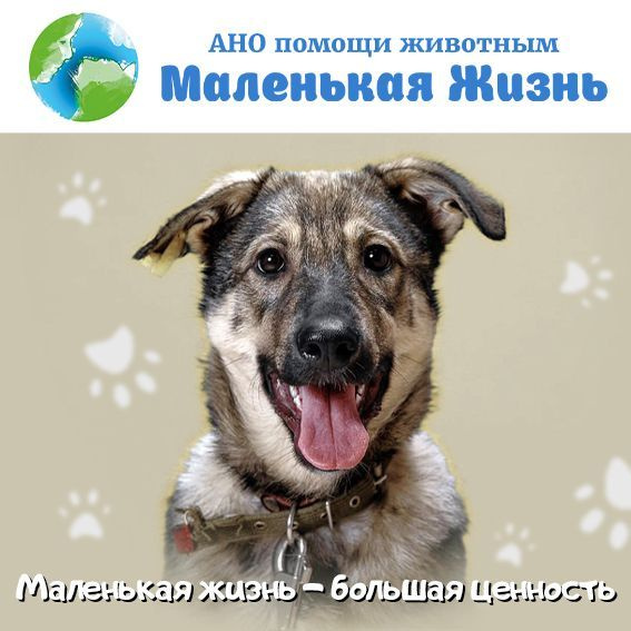 Благотворительный сертификат АНО помощи животным "Маленькая жизнь" АНО ...