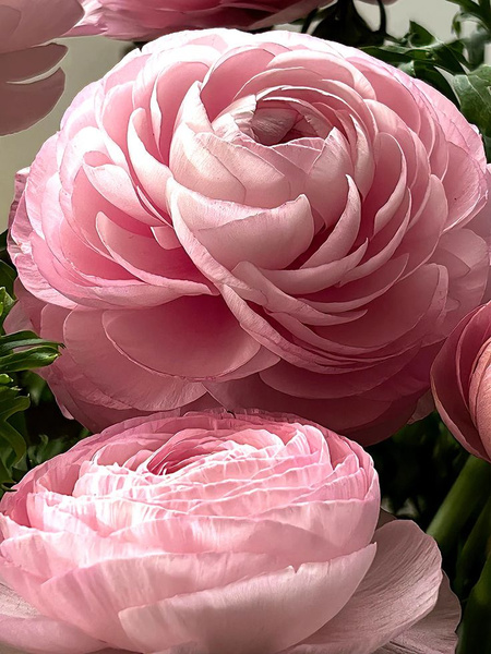 Ранункулюс (Лютик) азиатский Music Light Pink (Мьюзик Лайт Пинк) 1шт ...