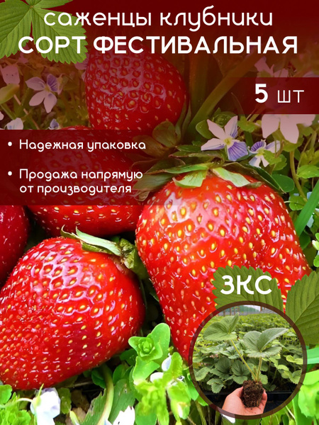 Саженцы клубники Фестивальная с закрытой корневой системой купить на ...