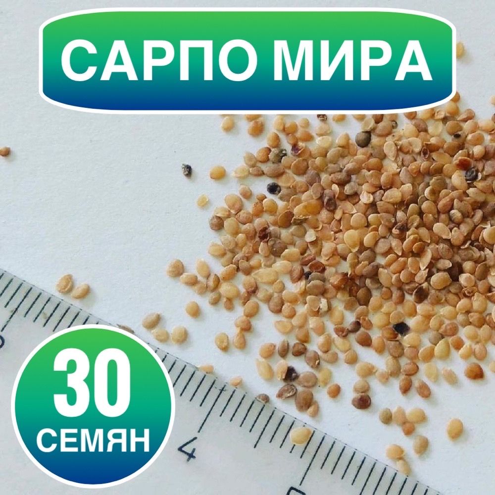 Купить В Москве Ботанические Семена Картофеля