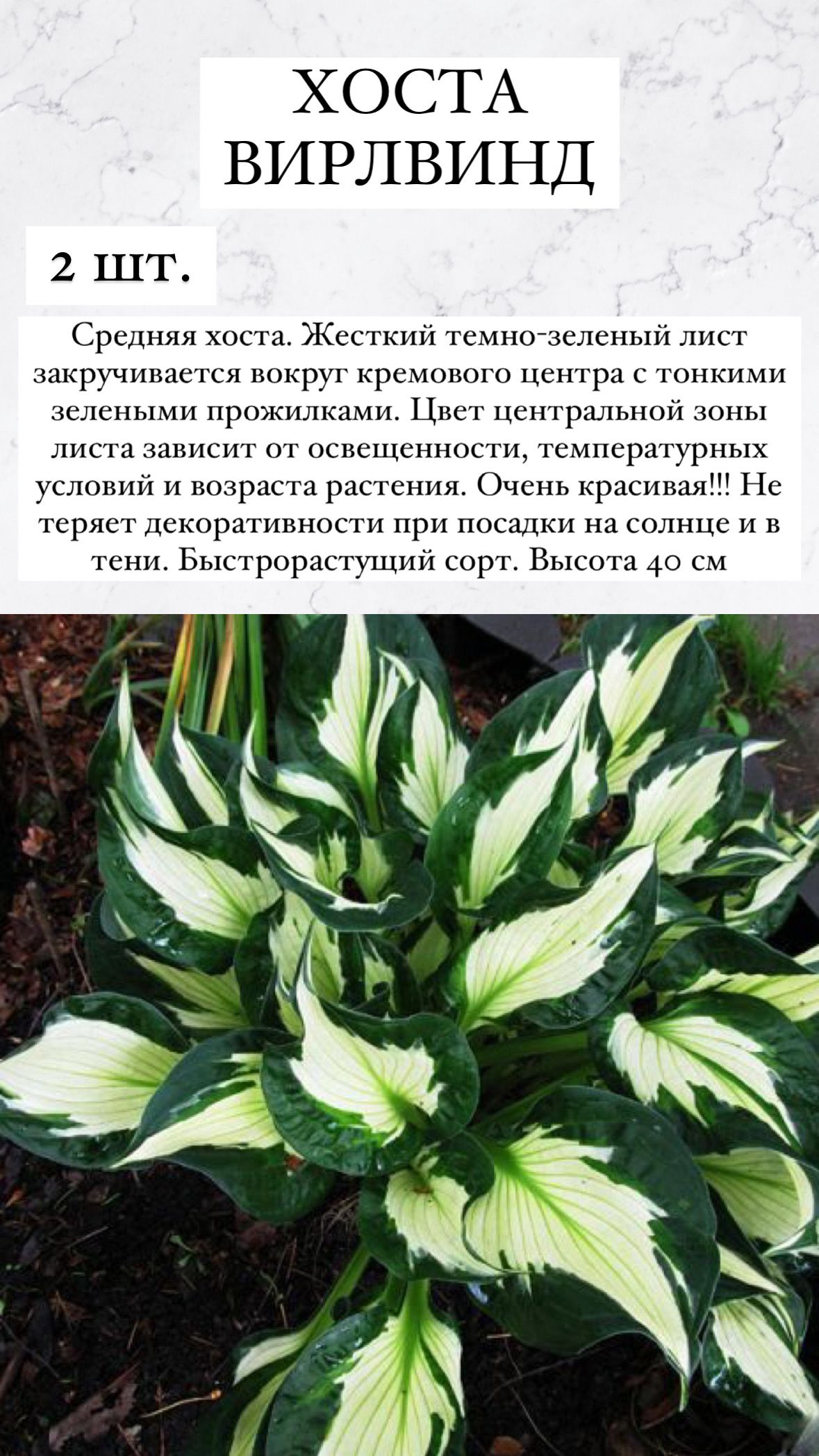 Купить Саженцы Хост