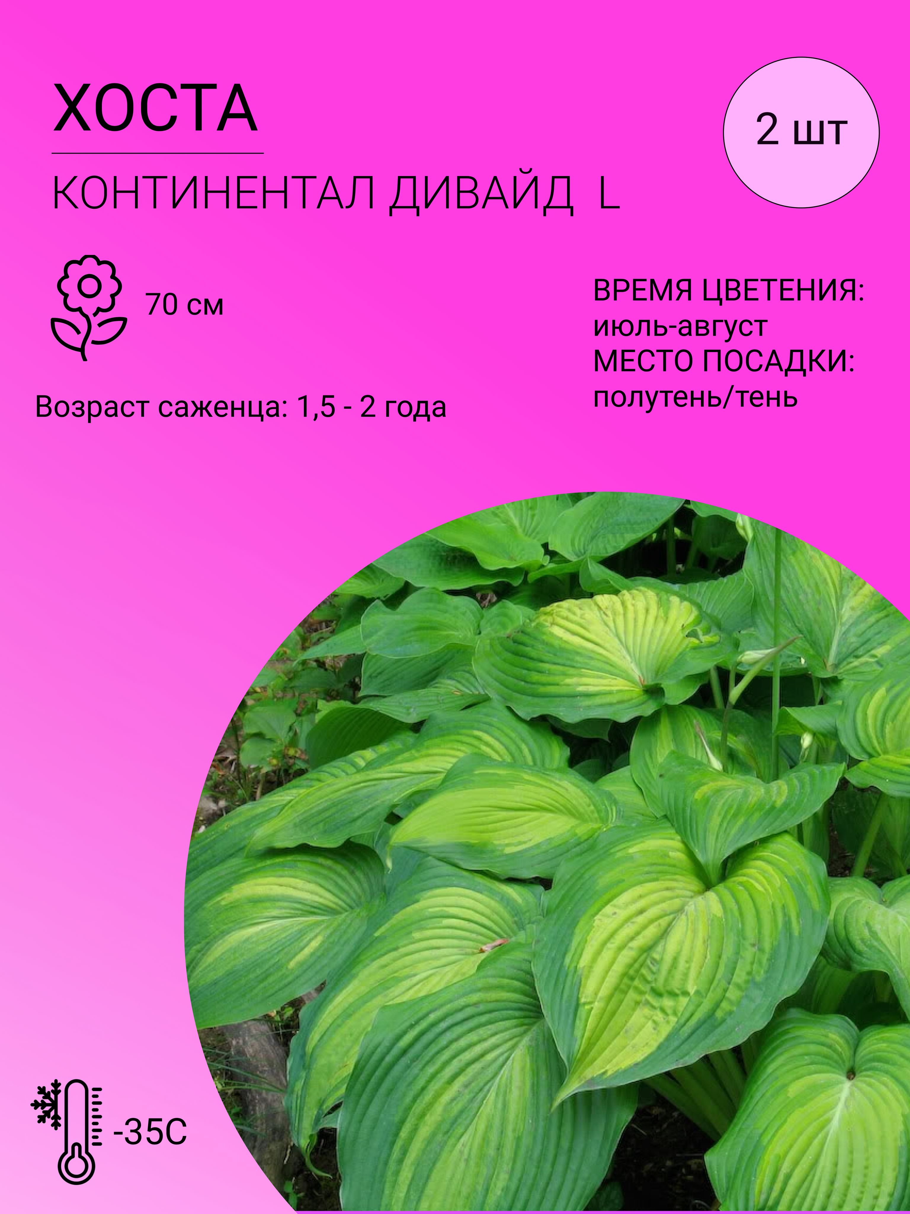 Саженцы Хост Купить В Леруа Мерлен Калуга