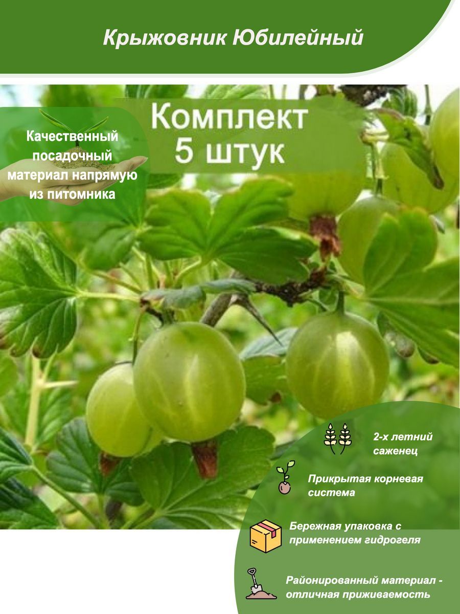 Саженцы Крыжовника Купить В Москве Тимирязевской Академии