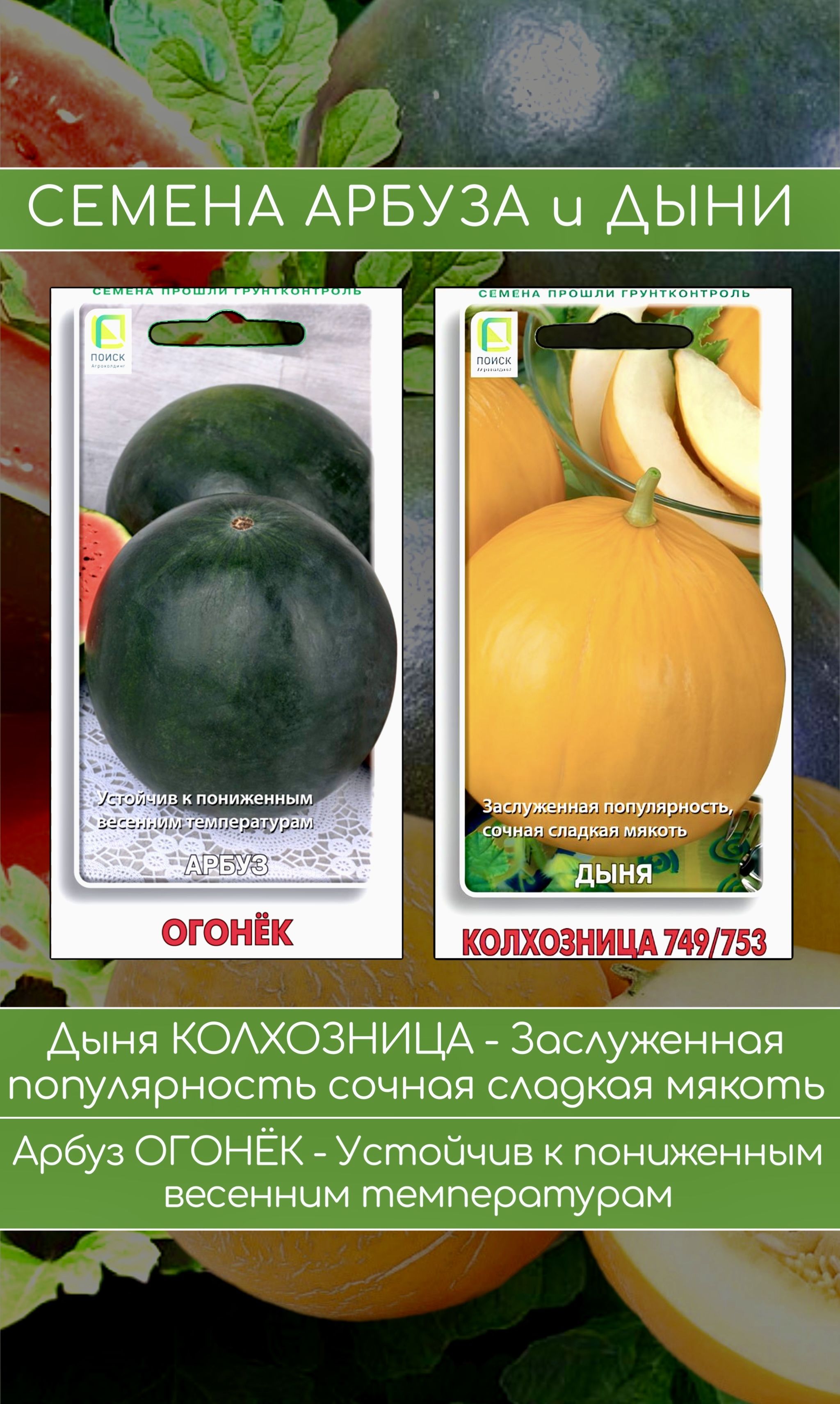 Арбуз огонек описание и фото