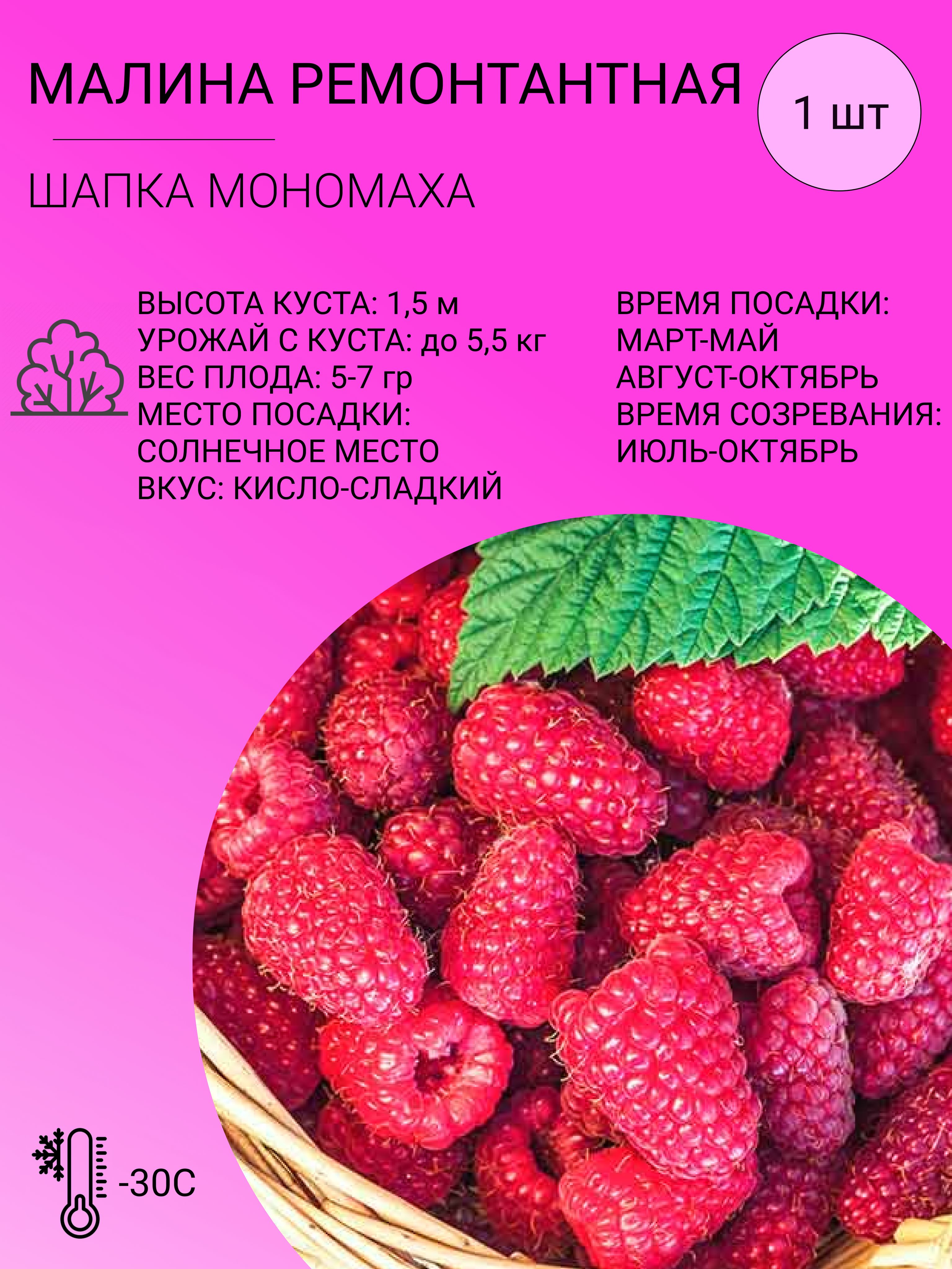 Малина Шапка Мономаха Описание Сорта Фото