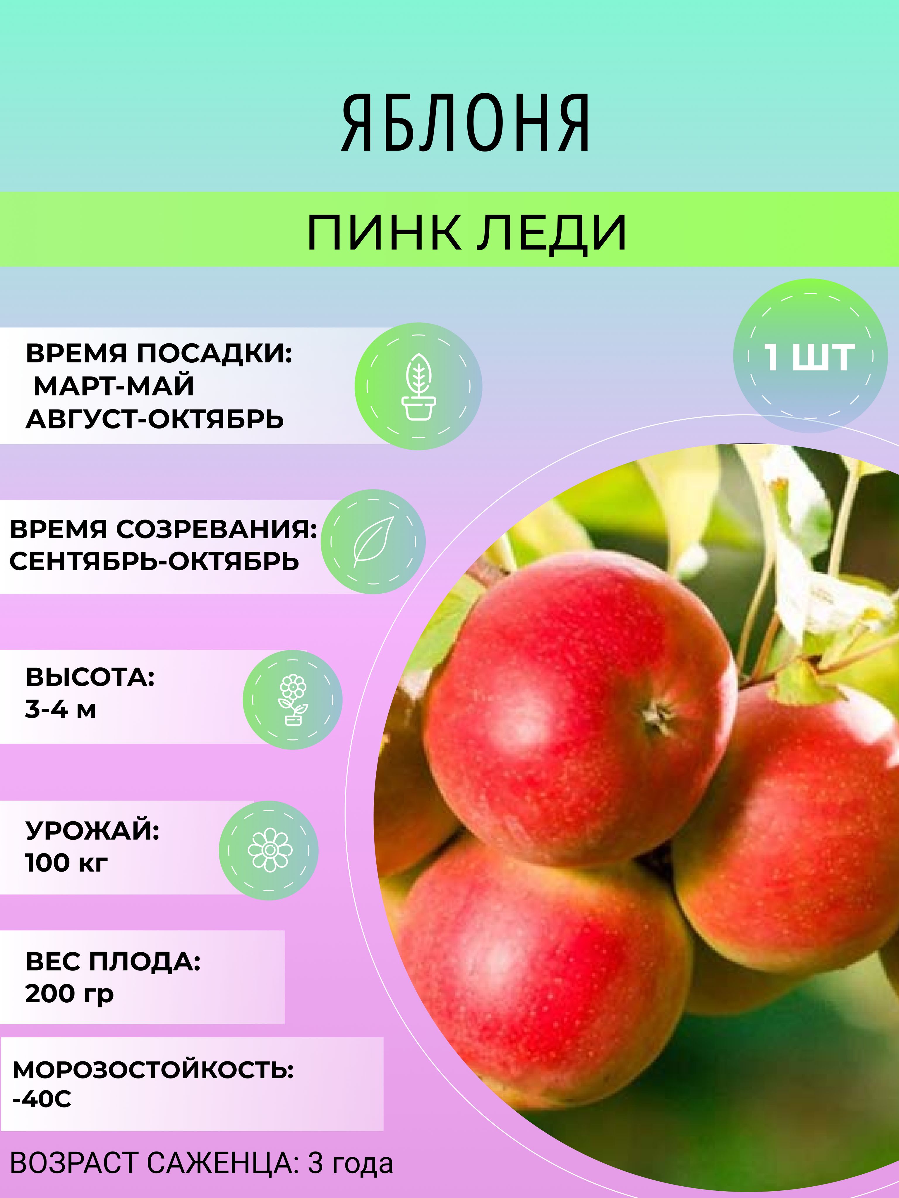 Купить Саженцы Яблони Пинк Леди