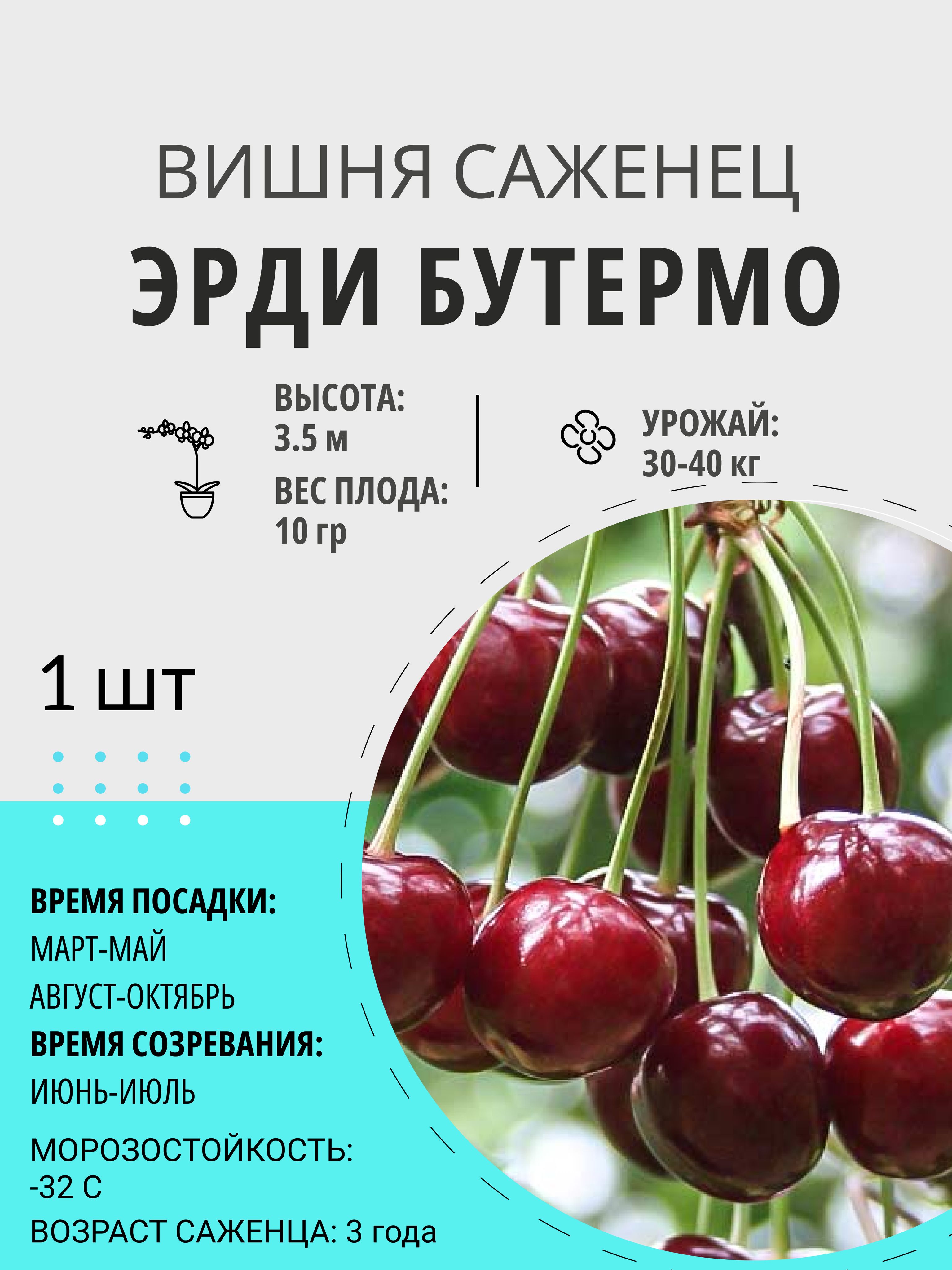 Эрди ботермо вишня описание отзывы. Эрди ботермо вишня описание отзывы