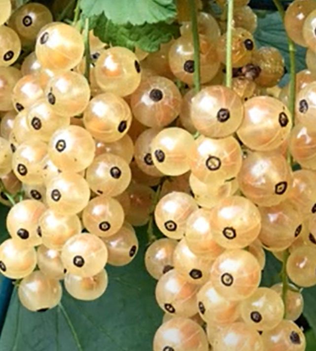 Белая Смородина Фото Ягод