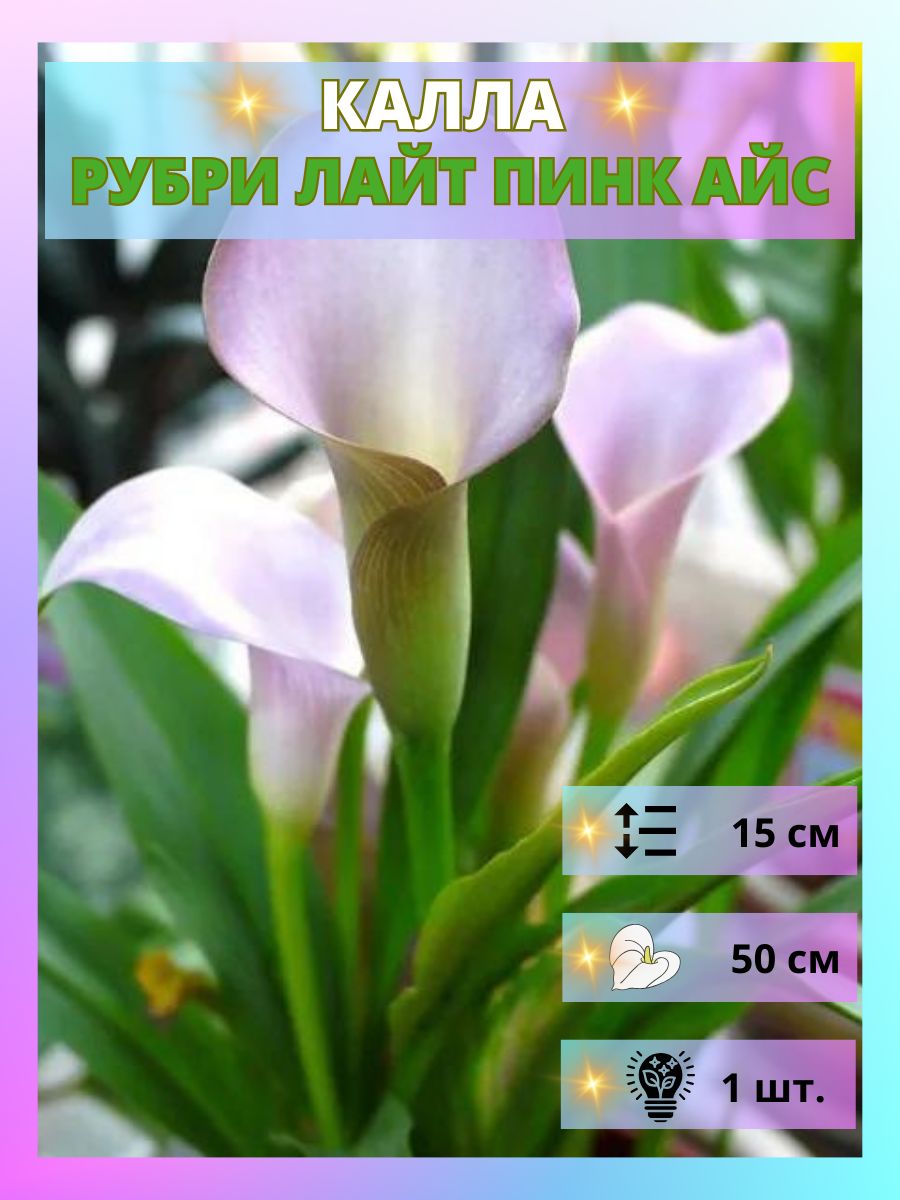 Купить Луковицы Каллы В Интернет Магазине Недорого