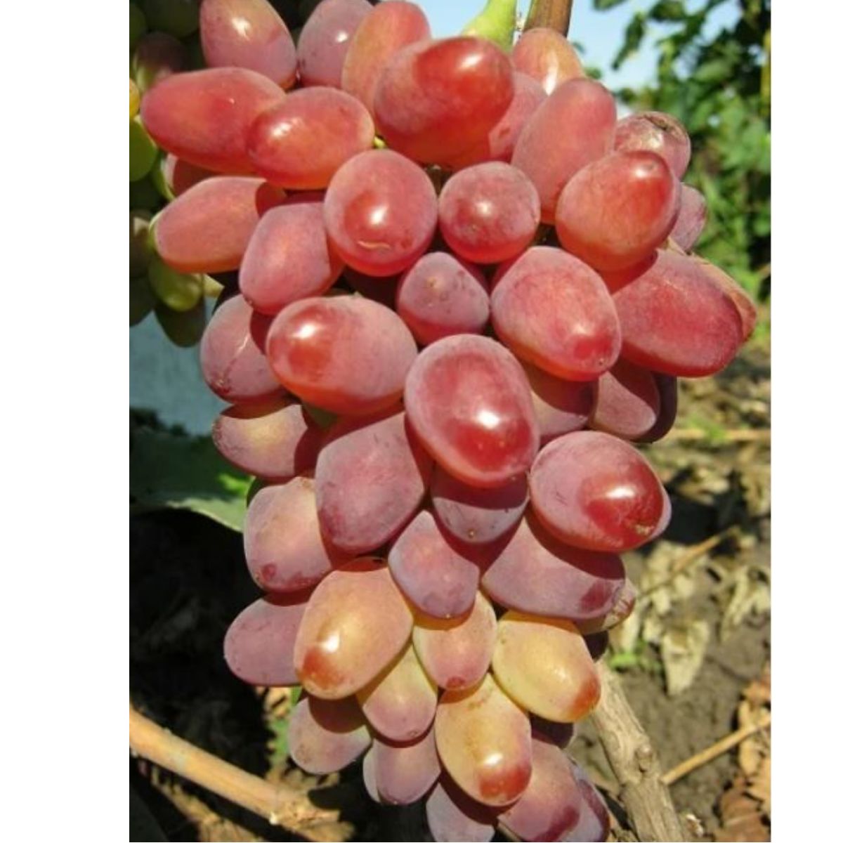 Capespan invests in Namibian grapes Article Fruitnet