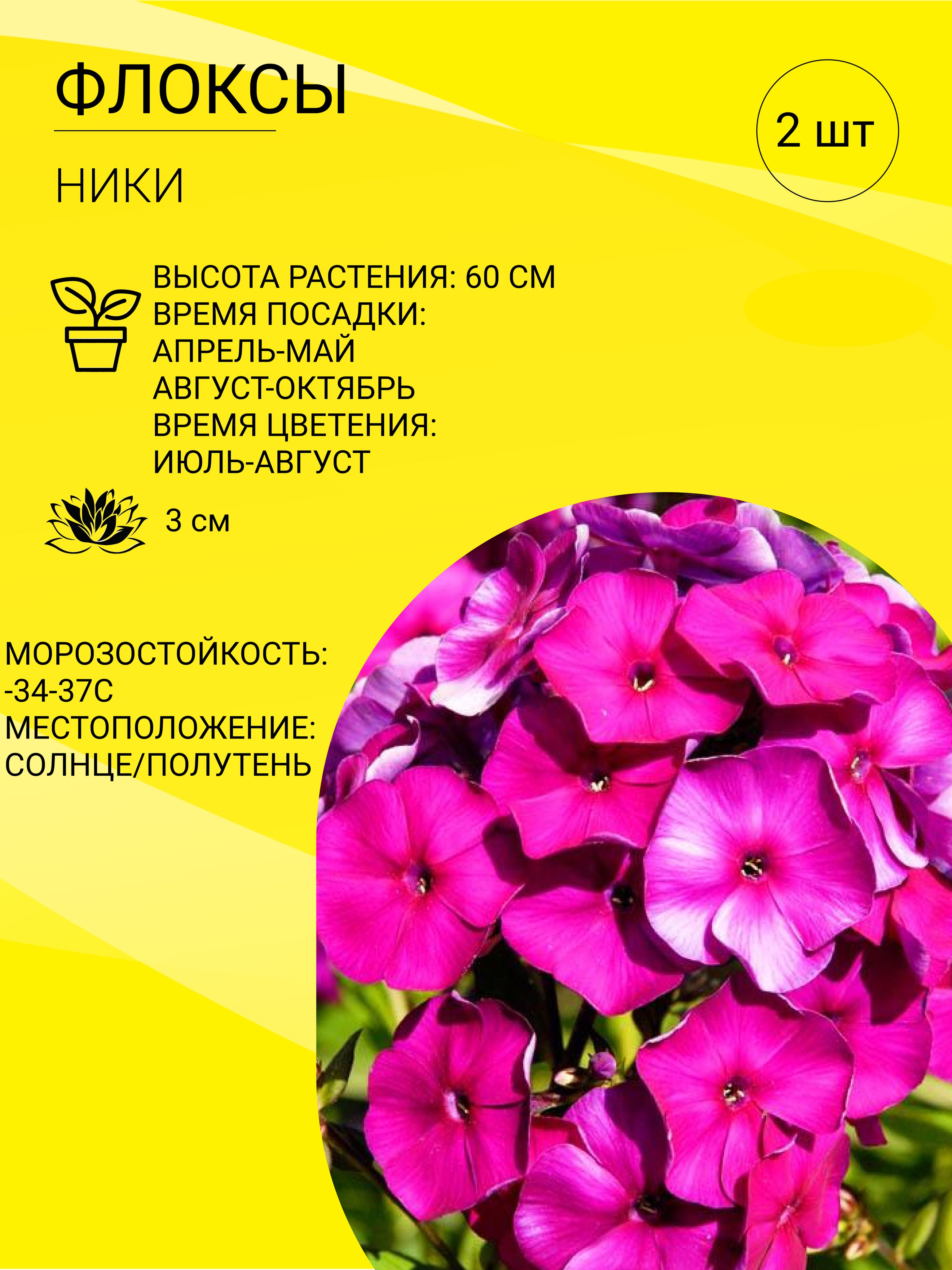 Флоксы характеристика