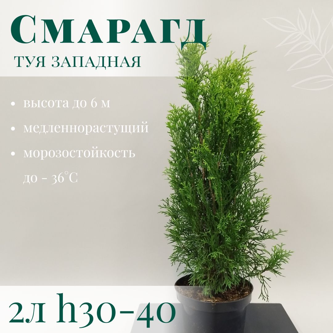 СаженецТуязападнаяСмарагд2лh30-40