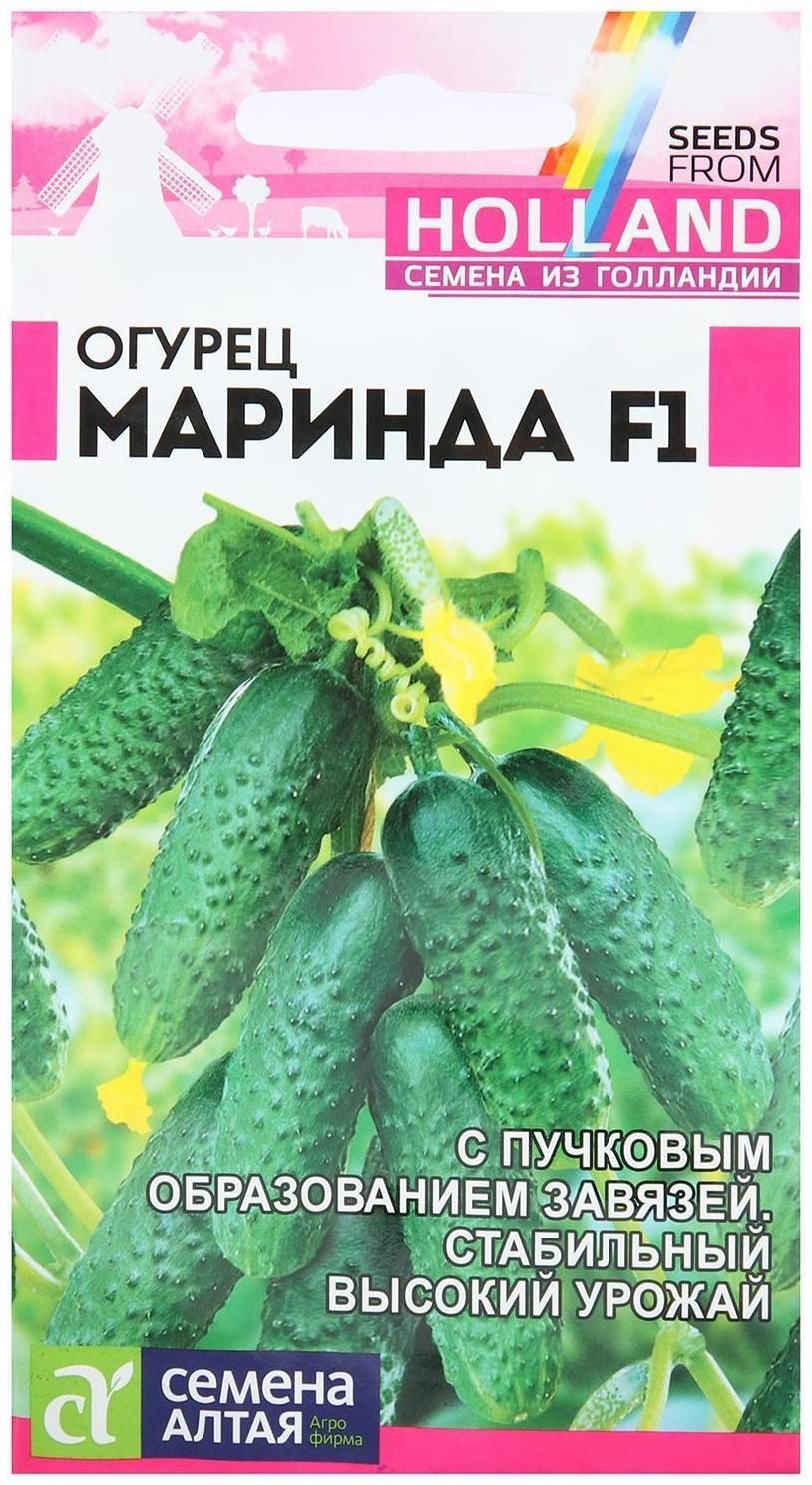 Сорт Огурцов Маринда Фото