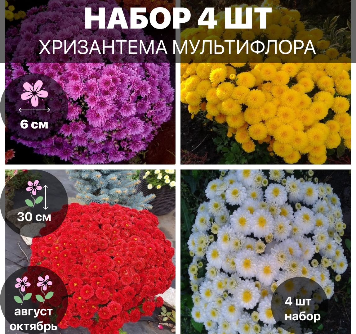 Хризантемы Многолетние Саженцы купить на OZON по низкой цене