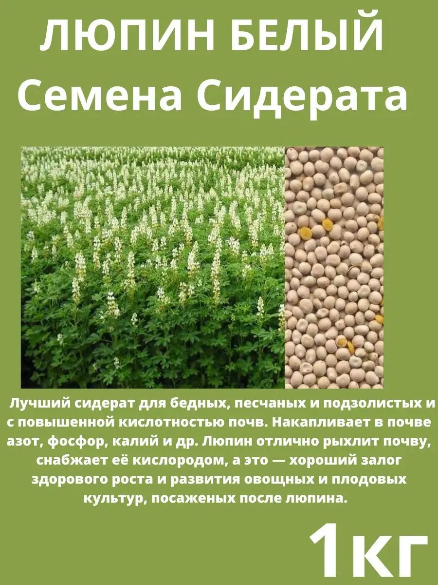 Купить Люпин Кормовой Семена